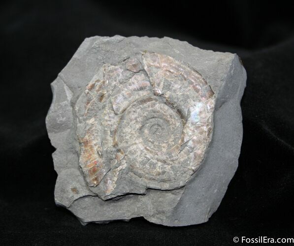Psiloceras From Great Britain ( inches wide) #1081